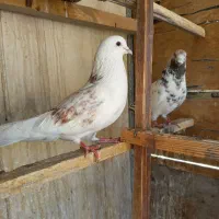 کفتر غریبگیری