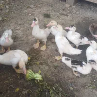 جوجه سیکا ۴۵ روزه و ۷ روزه|حیوانات مزرعه|برازجان, |دیوار