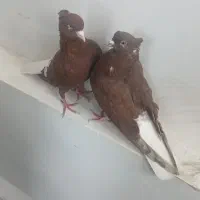 دم سفیدوسینه سیاه