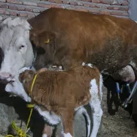 گاو سیمنتال|حیوانات مزرعه|تبریز, |دیوار