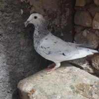 کبوتر ماده سار....|پرنده|بیرجند, |دیوار