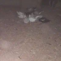 فروش غاز و اردک