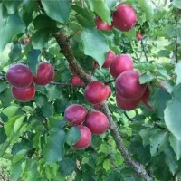 نهالفروشی حجت همراهی، فروش نهالهای گلدانی