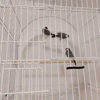فنچ نرگسی نر