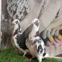 نرو ماده ابلق