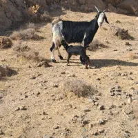 بز کهره دار|حیوانات مزرعه|مرودشت, نقش رستم|دیوار