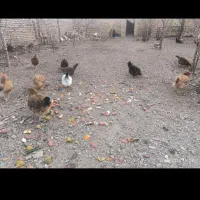 مرغ جوان|حیوانات مزرعه|صائین قلعه, |دیوار