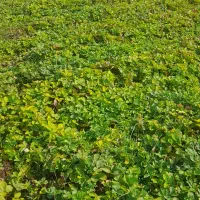 فروش نهال توت فرنگی کاماروس