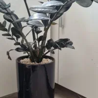 گل طبیعی.  گلدان‌ها همه سرامیک