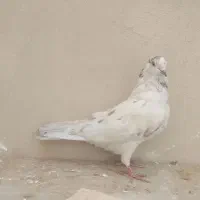 کبوتر کله خالدار