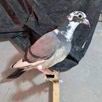 جوجه المانی