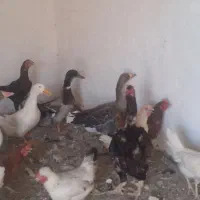 قاز و اردک