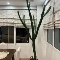 کاکتوس افوربیا|گل و گیاه طبیعی|کرج, فاز ۱ مهرشهر|دیوار