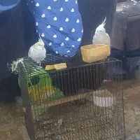 عروس هلندی جفت سفید وگلپاقالی