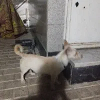 سگ پاکوتاه