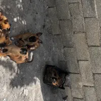 توله مانیلوز باهوش آموزش برای گارد