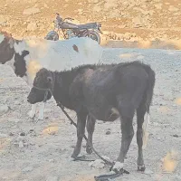 گاو و گوساله|حیوانات مزرعه|مسجد سلیمان, |دیوار