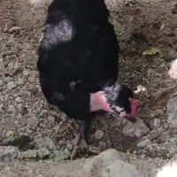 خروس گلین گردن لختی