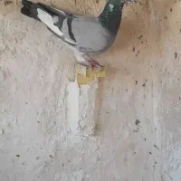 کبوتر پرشی|پرنده|قائن, |دیوار