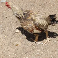 خروس جوجه فروشی