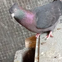 کبوتر آبادانی