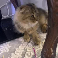 گربه اسکارتیس|گربه|قم, دانش|دیوار