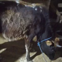 لیشه چالوسی