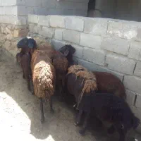 فروش‌میش‌وبره‌افشار