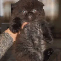 اسکاتیش چاکلتی