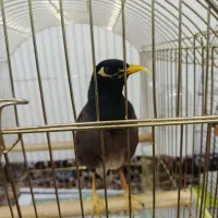مرغ مینا سخنگو به شرت