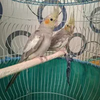 عروس هلندی ۳ ماهه