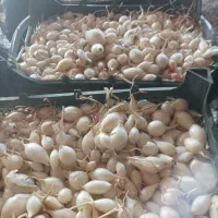 پیاز غده ای