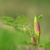 خزانه تولید و فروش نشاء آنغوزه شیرین