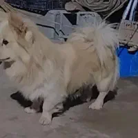 سگ پامر پاکوتاه