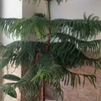 گل کاج طبقاتی ،وگوش فیل