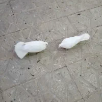 کبوتر نقش و پرشی|پرنده|الیگودرز, |دیوار