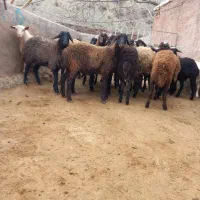 بره ماده هترو