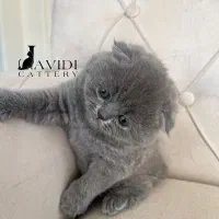 اسکاتیش بلو