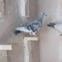 ماده بدرنگ پلنگ با قهوه ای پلنگ