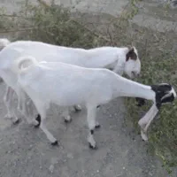 دو عدد گوسفند گلابی