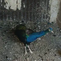 طاووس نر مصری بالق