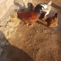 خروس گوشتی و چند عدد مرغ محلی|حیوانات مزرعه|ماکو, |دیوار