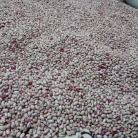 لوبیا چیتی