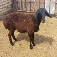 بره چینی قوچ میش