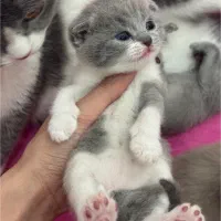 اسکاتیش ماده بایکالر بلو