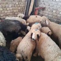 گوسفند زنده.کهره‌.بره.گوشت|حیوانات مزرعه|شیراز, گلشن|دیوار