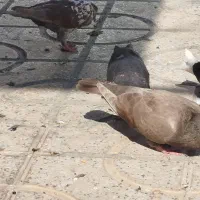 تعدادی رنگی|پرنده|شیراز, شریف‌آباد|دیوار