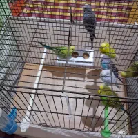 عروس هلندی مولد ، مرغ عشق ، فنچ نر|پرنده|قزوین, |دیوار