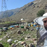 زنبور