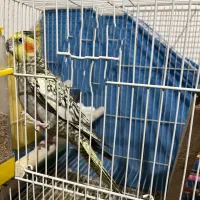 عروس هلندی ماده بالغ اماده